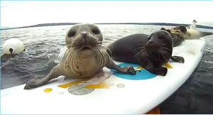 des surfeurs bien chanceux
